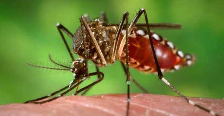 18 new dengue cases reported across country