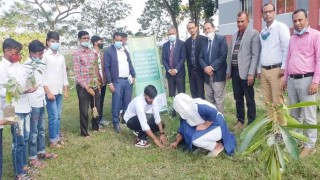 আড়াইশ বছরে হারিয়ে গেছে ৬০০ প্রজাতির গাছ