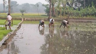 সাতক্ষীরায় আগাম বোরো চাষাবাদে ব্যস্ত কৃষক