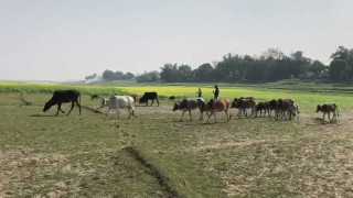 গরু-মহিষের ‘জন্মনিবন্ধন’