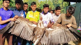 কুড়িগ্রামে বিলুপ্তপ্রায় প্রজাতির শকুন উদ্ধার