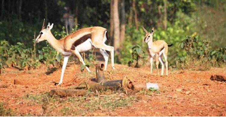 সাফারি পার্কে থমসন গজেল পরিবারে নতুন অতিথি