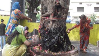 সনাতন ধর্মে পবিত্র মনে করা হয় যেসব গাছ