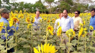 পটুয়াখালীর কলাপাড়ায় সূর্যমুখীর প্রযুক্তি-গ্রাম প্রদর্শনী