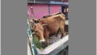 পরশুরামে গরু নিয়ে পালানোর সময় গাড়িসহ ৩ চোর আটক