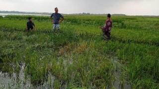 সিলেটের হাওরে পাহাড়ি ঢল, ডুবছে ফসল