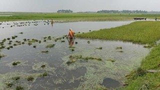 নেত্রকোনায় নদ-নদীতে বাড়ছে পানি, ঝুঁকিতে ফসলরক্ষা বাঁধ