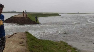 শাল্লার ছায়ার হাওরের বাঁধ ভেঙে ফসল ডুবি