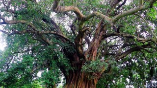 কেউ জানে না বৃক্ষটির নাম বয়স