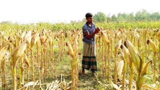 যমুনা বালুময় চরাঞ্চলে ভুট্টা চাষ