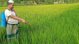 বাবুগঞ্জে লক্ষ্যমাত্রার চেয়ে বেশি বোরো ধানের আবাদ