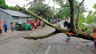 কুমিল্লায় বৈশাখী ঝড়ে গাছ পড়ে একজন নিহত