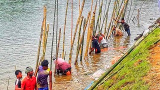 'বুক কাঁপছে, তলিয়ে যাচ্ছে সোনার ধান’