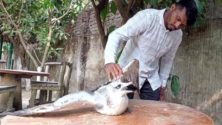 কুয়াকাটা বন্যপ্রাণী নোঙ্গর খানায় চিকিৎসা চলছে অতিথি পাখিটির