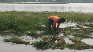 কুড়িগ্রামে নদীর পানি বৃদ্ধি, তলিয়ে গেল ২৭৩ হেক্টর জমির ফসল