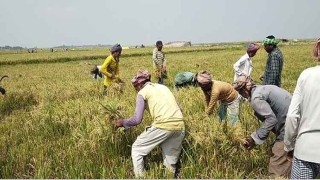 নেত্রকোনার হাওরে ধান কাটা শুরু