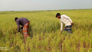 নেত্রকোনায় হাওরে ২১ শতাংশ ধান কাটা বাকি