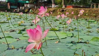 হাসপাতালে পুকুর ভরা পদ্ম