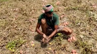 পটুয়াখালীতে বিনা চাষে আলু পেয়ে খুশি কৃষকরা