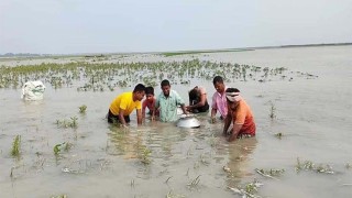 অসময়ের বন্যা, কাঁদছে তিস্তাপাড়ের কৃষক