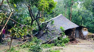 সুনামগঞ্জে গাছচাপায় একই পরিবারের তিনজনের মৃত্যু