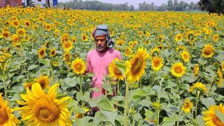 কুমিল্লায় সূর্যমুখী চাষে কৃষকের মুখে হাঁসি