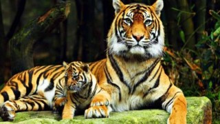 Tiger census in Sundarbans to begin in next November