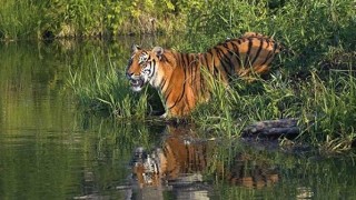 সুন্দরবনে বাঘ, হরিণের সংখ্যা জানালেন মন্ত্রী