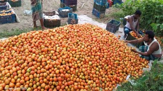 টমেটো চাষ করে সফল কুমিল্লার রাসেল