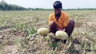 তরমুজ গাছে রোগ, অর্ধশত কোটি টাকার বেশি ক্ষতি