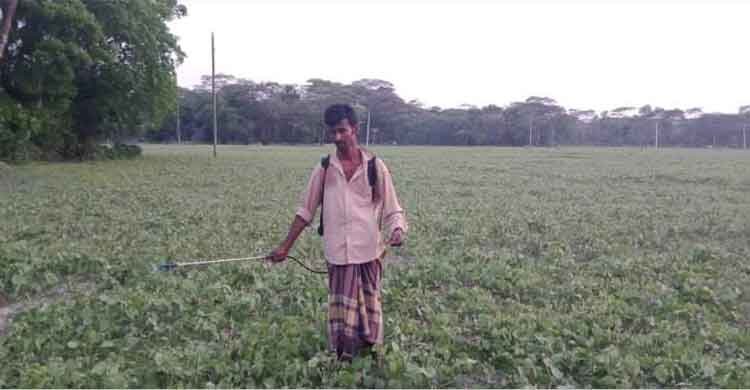 দুমকিতে মুগডাল চাষে স্বপ্ন বুনছেন কৃষক   