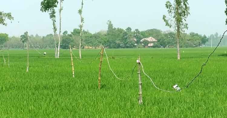 বাঁশের খুঁটিতে হাইভোল্টেজ বৈদ্যুতিক সংযোগ