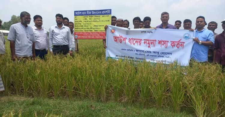 নওগাঁয় চলতি আউশ মওসুমে ধান কাটা শুরু