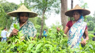 চা শ্রমিকদের সঙ্গে কথা বলবেন প্রধানমন্ত্রী