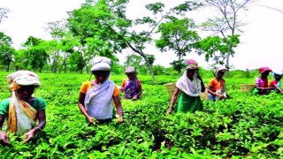 অবশেষে কাজে ফিরলেন চা শ্রমিকরা