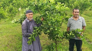 ইউটিউব দেখে মাল্টা চাষ, ৪ বছরে ১২ লাখ আয়