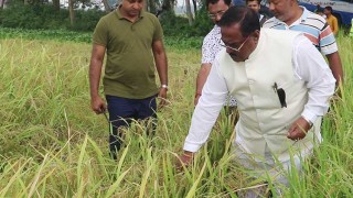 বাজারে আউশ ধান উঠতে শুরু করায় কমছে চালের দাম: খাদ্যমন্ত্রী