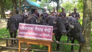 নেত্রকোনা বিজিবির অভিযানে ভারতীয় মহিষ জব্দ