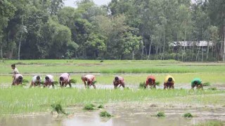 স্বস্তির বৃষ্টিতে আমন চারা রোপণে ব্যস্ত কৃষক