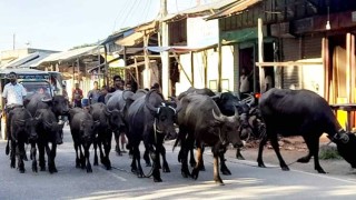 চোরাই গরু মহিষের প্রত্যায়ন দিয়ে সমালোচনায় চেয়ারম্যান