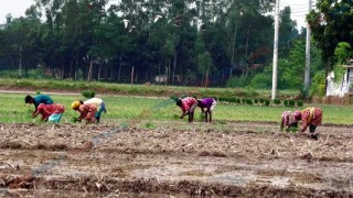 তেল-সারে আমন চাষে শঙ্কা, বিপাকে চাষিরা