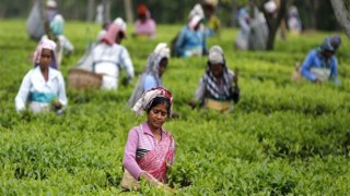 Tea workers daily wages set Tk 170