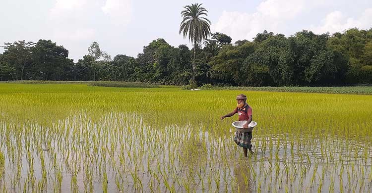 কুড়িগ্রামে দ্বিগুণ দামেও মিলছে না এমওপি সার