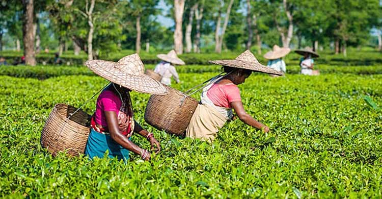 Tea workers join work after 19 days of strike