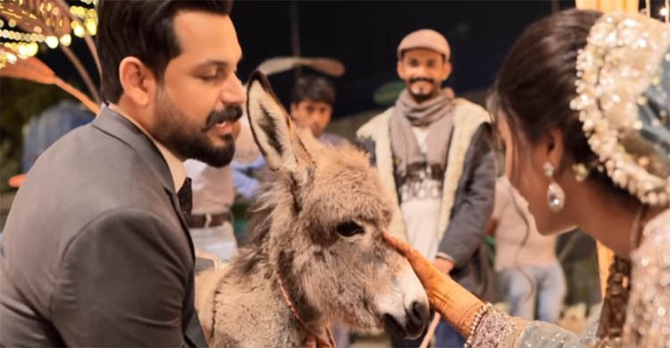 Groom gifted his bride a donkey during wedding