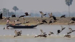 জবই বিলে কমেছে পরিযায়ী পাখির বিচরণ