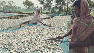 শুঁটকি প্রস্তুতে ব্যস্ত সাগরপাড়ের জেলেরা