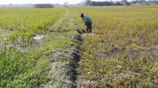 জলাবদ্ধতায় ৫ হাজার বিঘায় সরিষা চাষ অনিশ্চিত