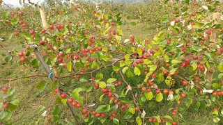 কুল চাষে ভাগ্যবদল রাকিবুলের