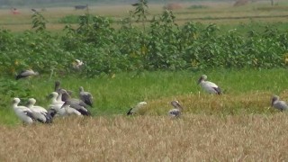 নেত্রকোনায় অতিথি পাখির ঝাঁক, চলছে অভিনব কায়দায় নিধন